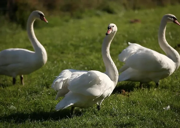 Hotel Domaine De La Traxene Coupelle-Vieille